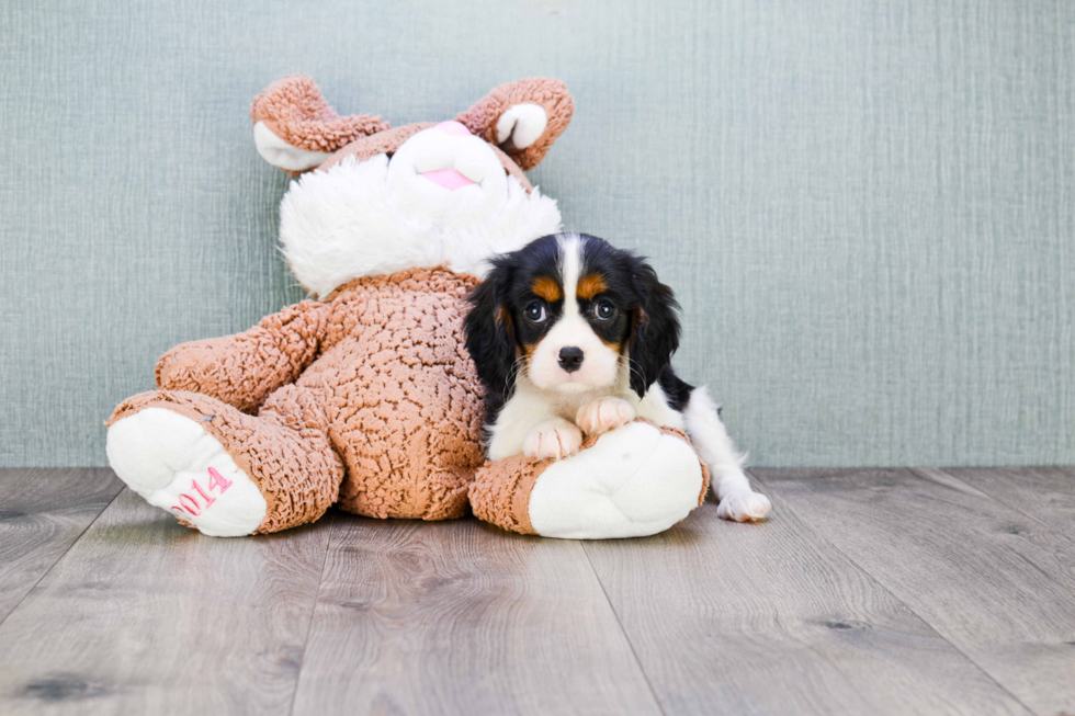 Playful Cavalier King Charles Spaniel Baby