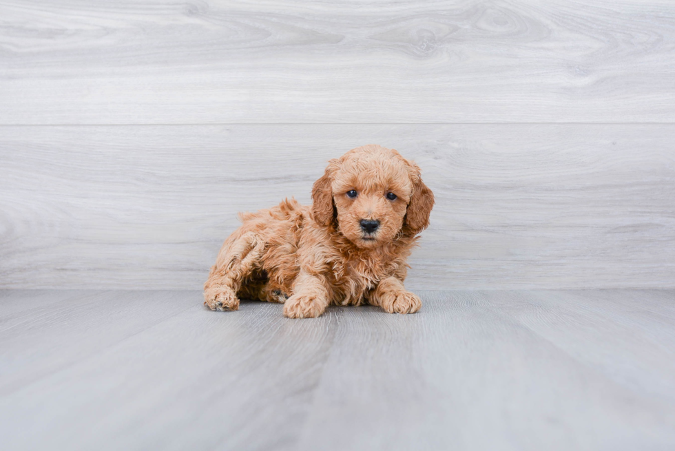 Mini Goldendoodle Puppy for Adoption