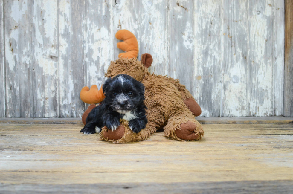 Morkie Puppy for Adoption