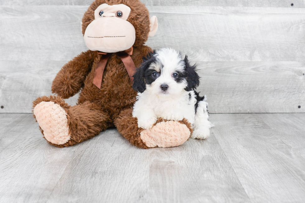 Cavachon Puppy for Adoption