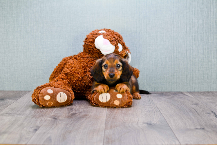 Cute Dachshund Baby