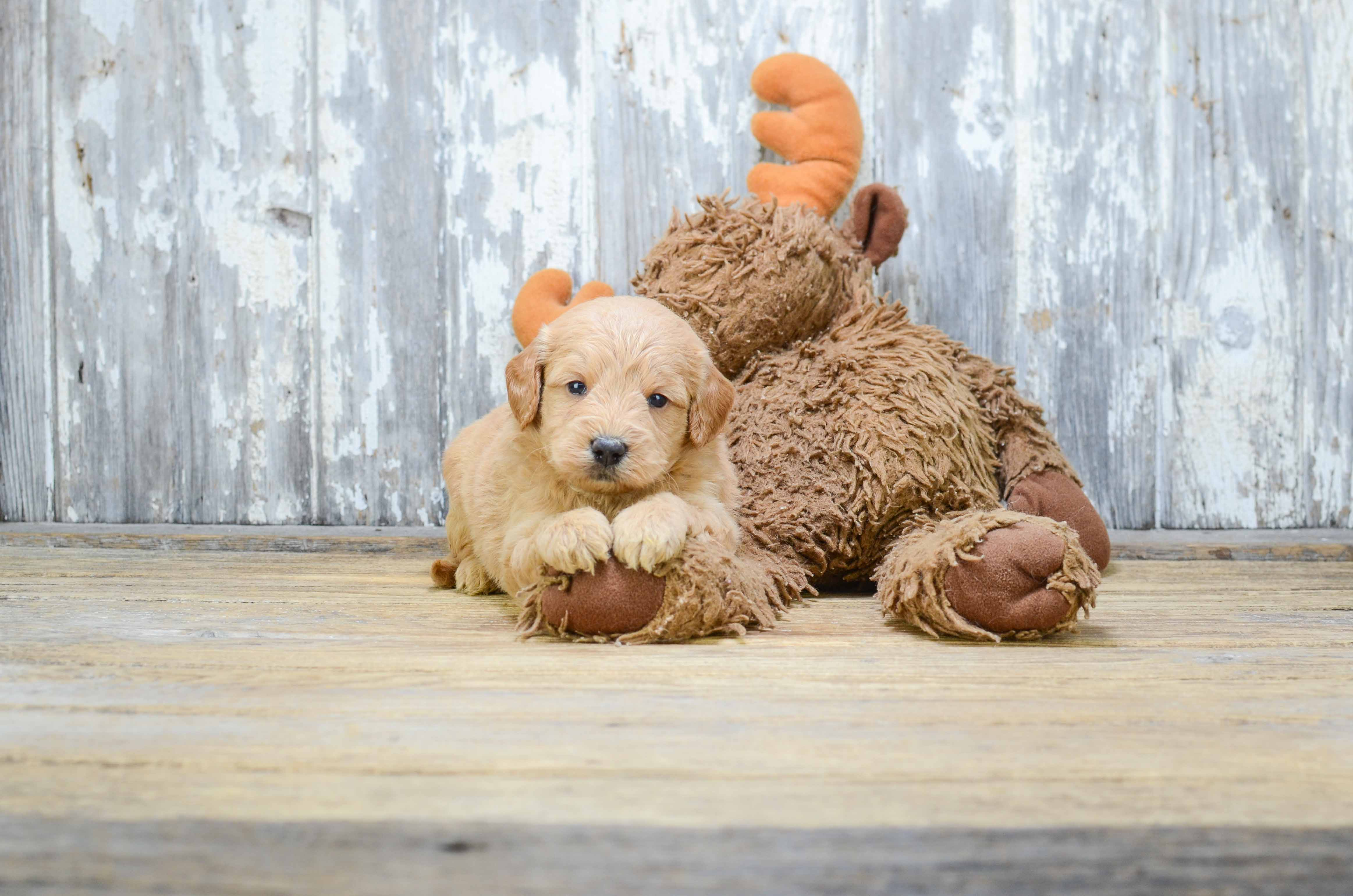 Small Mini Goldendoodle Baby