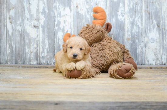 Small Mini Goldendoodle Baby