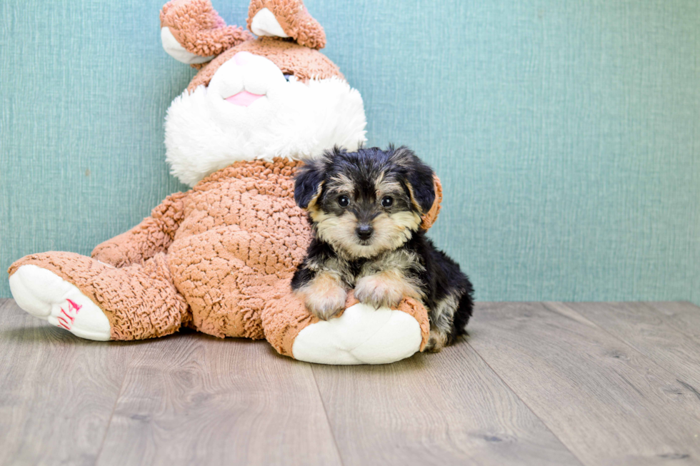 Energetic Yorkie Designer Puppy