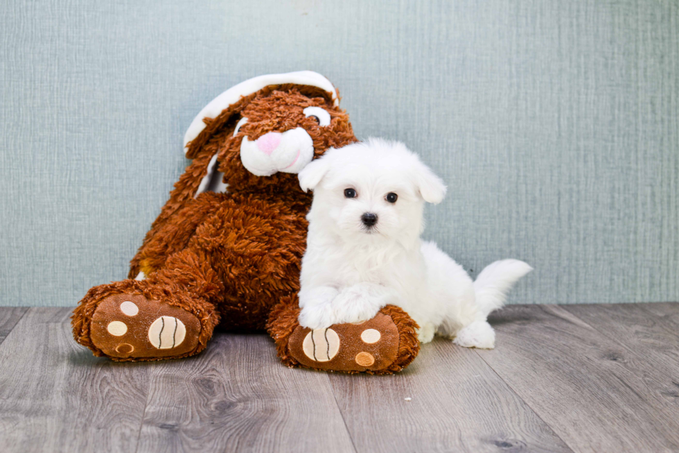 Maltese Pup Being Cute