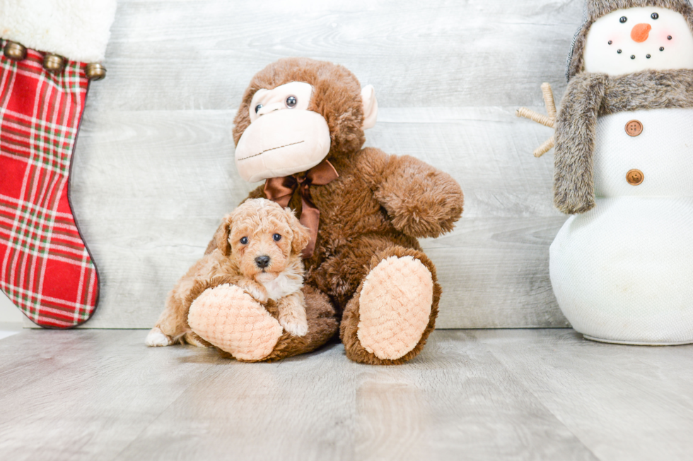 Fluffy Maltipoo Poodle Mix Pup