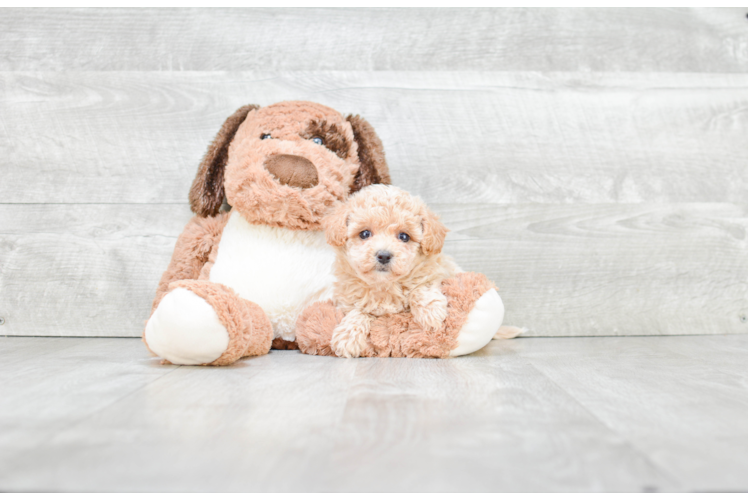 Funny Maltipoo Poodle Mix Pup