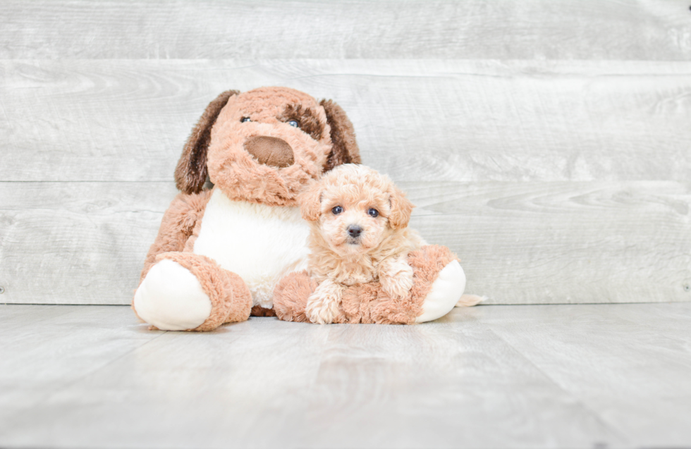 Funny Maltipoo Poodle Mix Pup