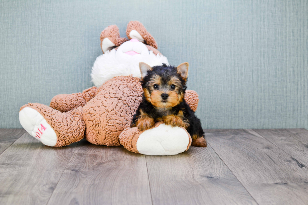 Meet Rascal - our Yorkshire Terrier Puppy Photo 