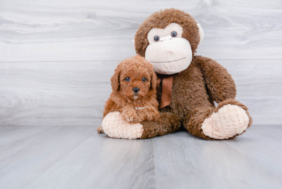 Cavapoo Pup Being Cute