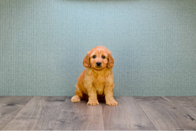 Mini Goldendoodle Puppy for Adoption