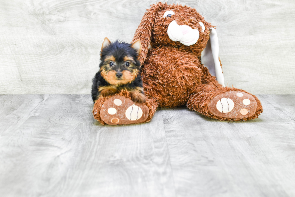 Meet Giselle - our Yorkshire Terrier Puppy Photo 