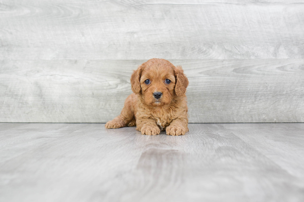 Cavapoo Puppy for Adoption