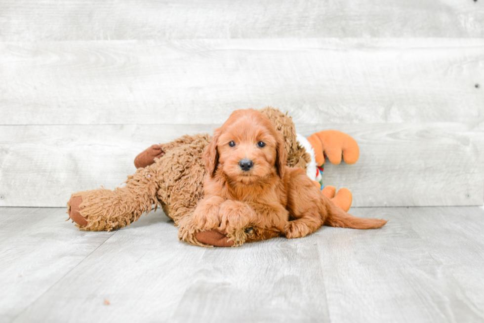 Best Mini Goldendoodle Baby