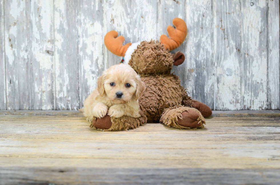 Cavachon Puppy for Adoption