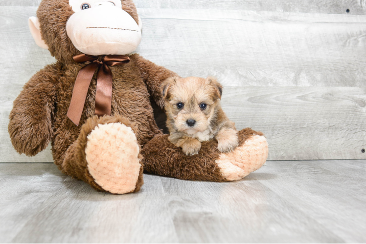Best Morkie Baby