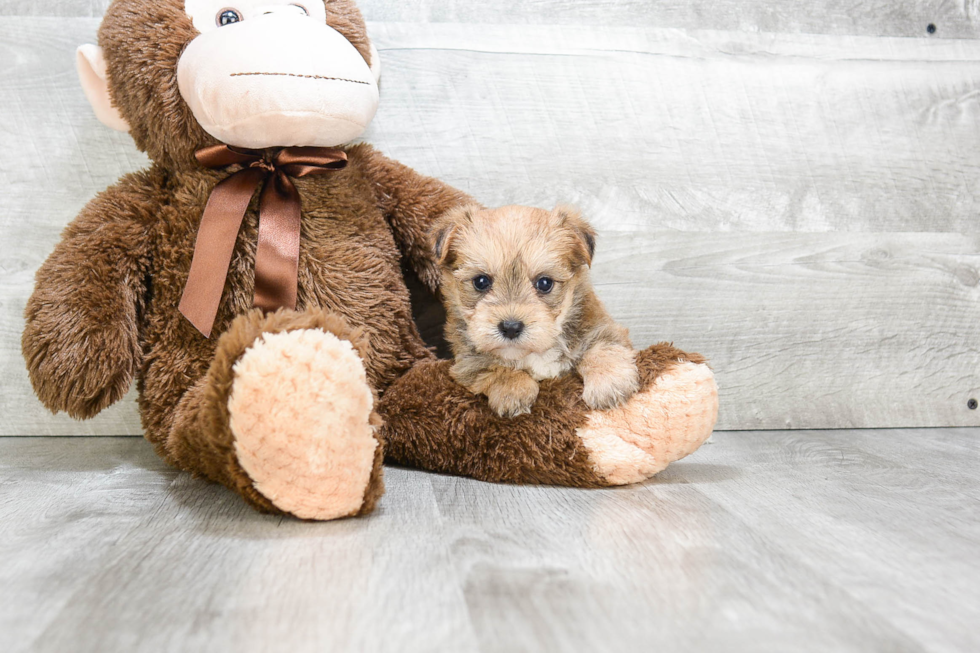 Best Morkie Baby