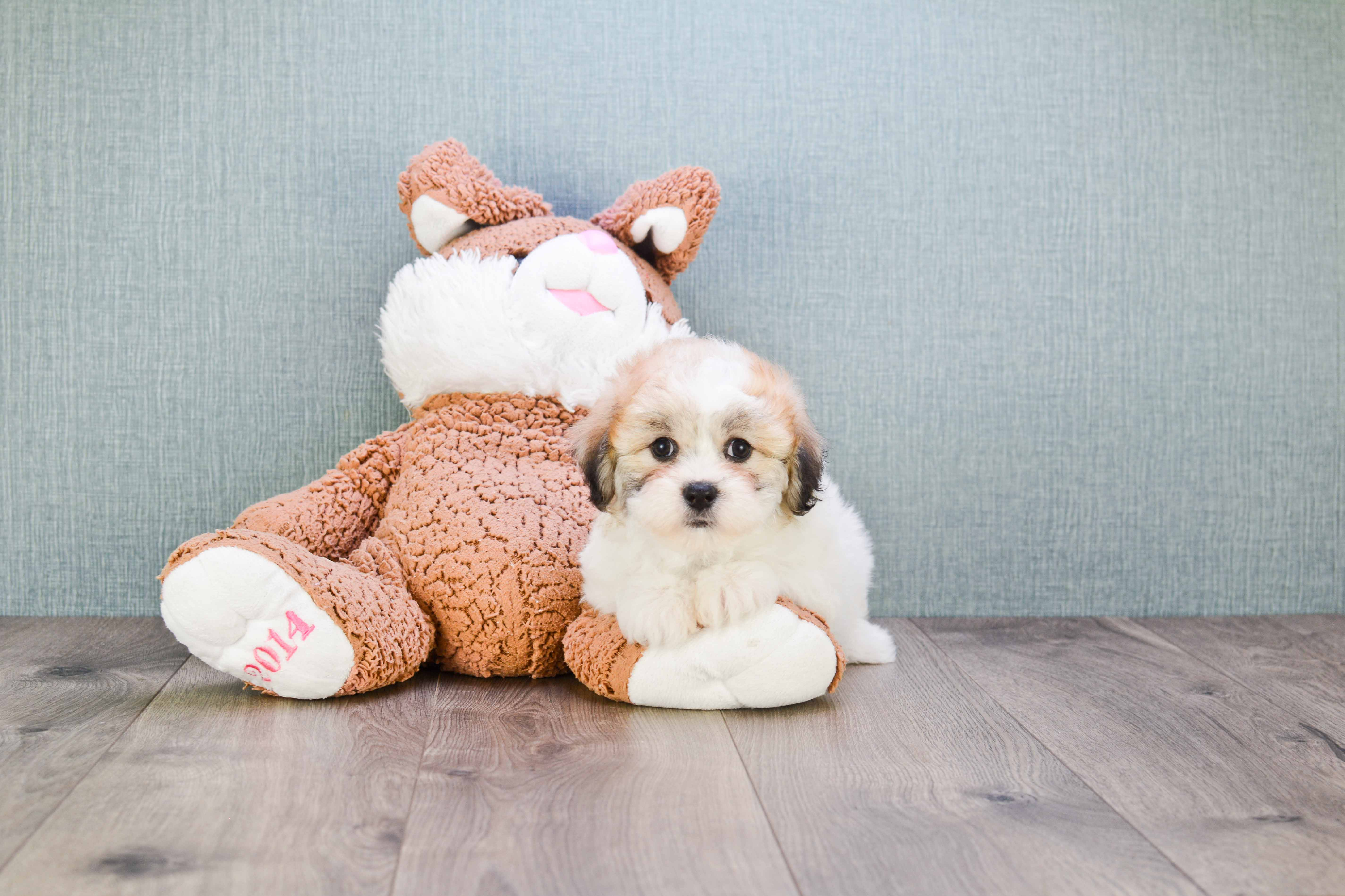 Friendly Teddy Bear Baby