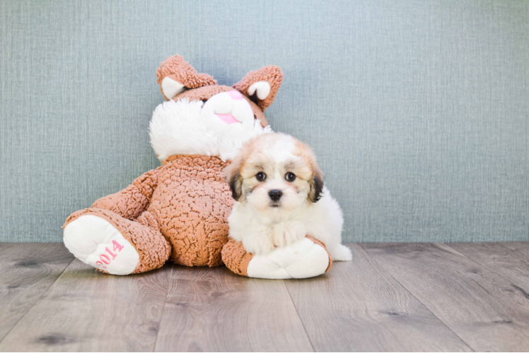 Friendly Teddy Bear Baby