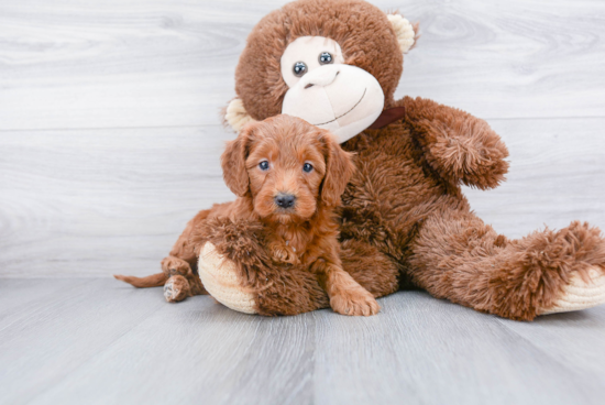 Energetic Golden Retriever Poodle Mix Puppy