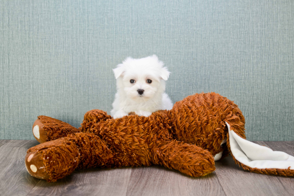 Maltese Pup Being Cute