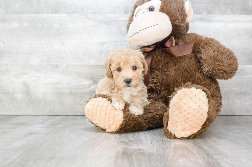 Adorable Maltepoo Poodle Mix Puppy