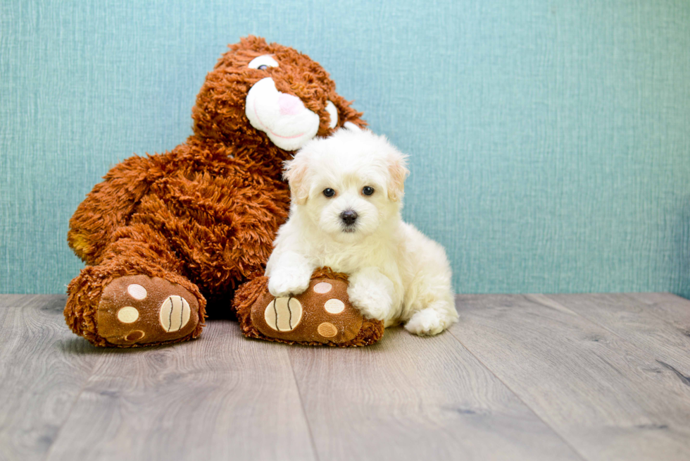 Smart Maltipoo Poodle Mix Pup