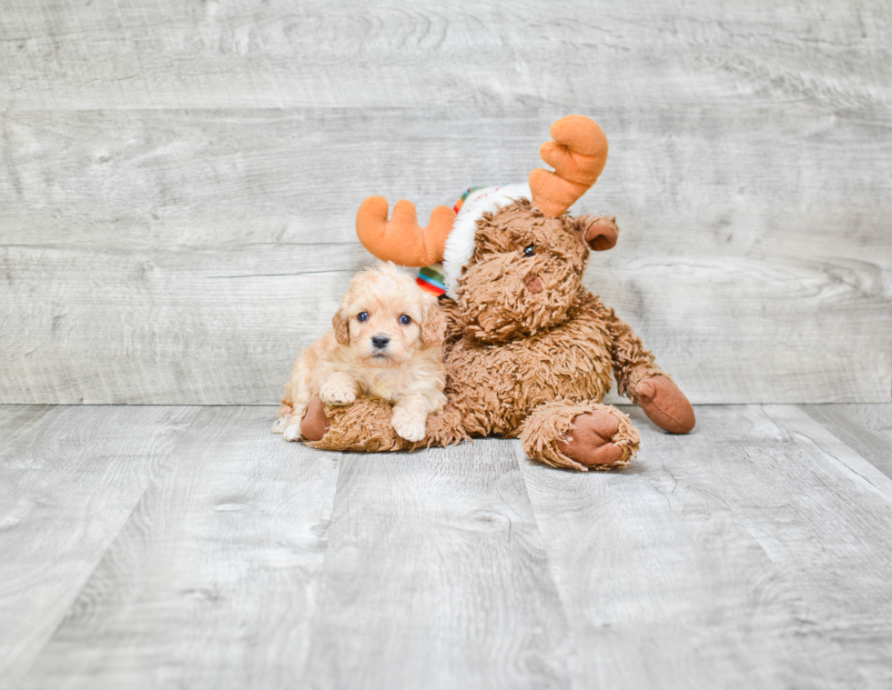 Smart Cavapoo Poodle Mix Pup