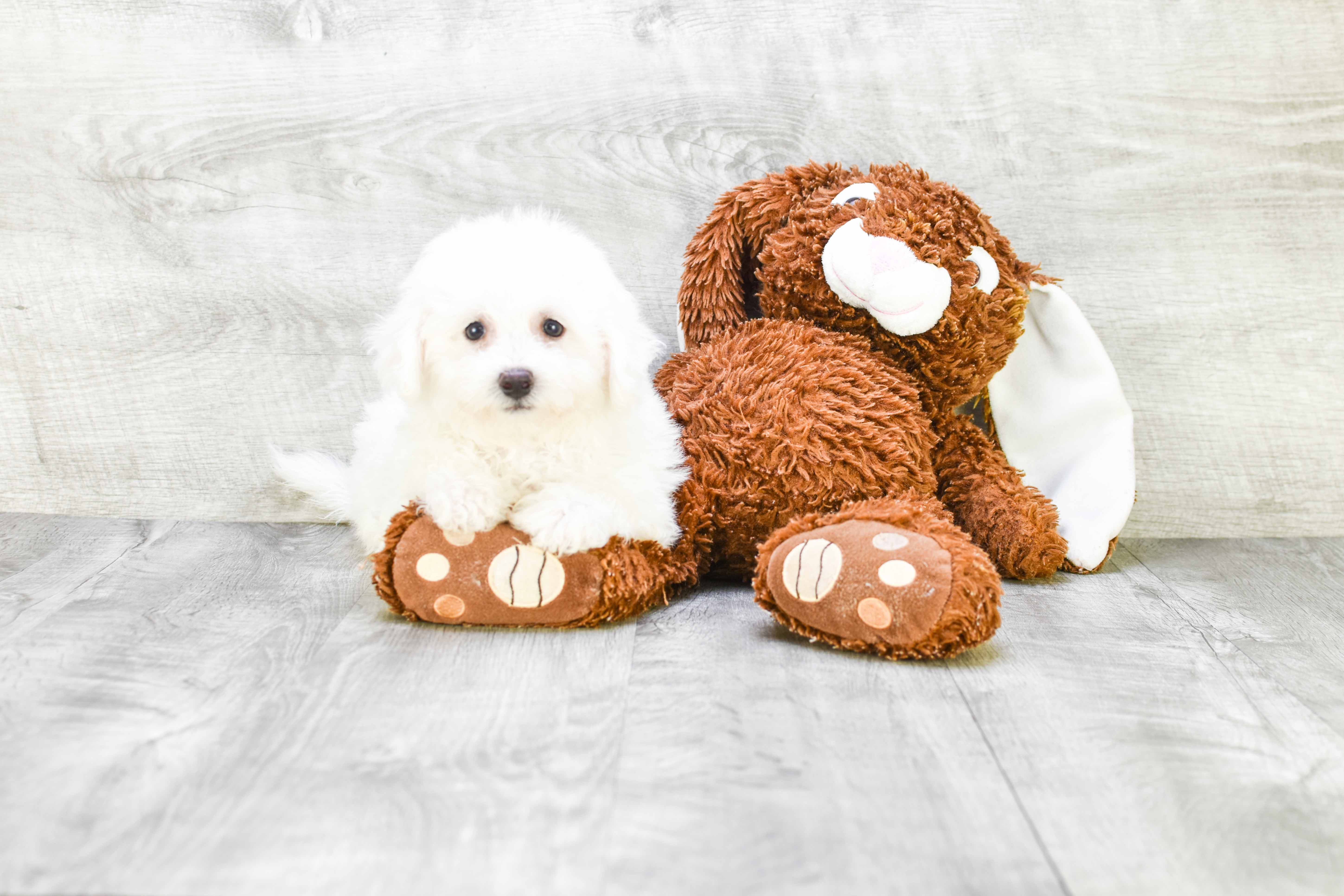 Bichon Frise Puppy for Adoption