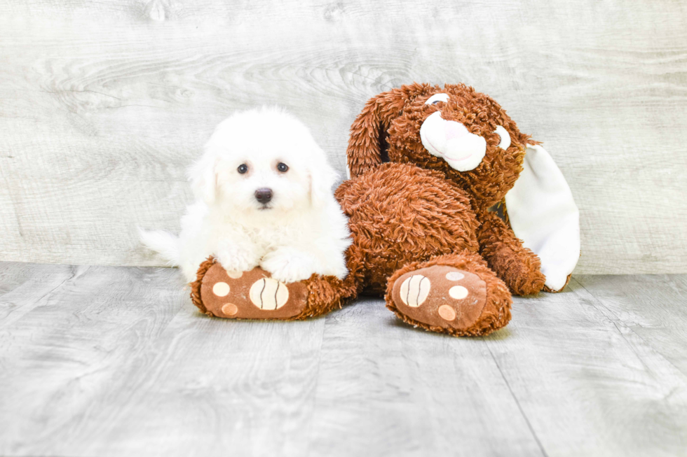 Bichon Frise Puppy for Adoption