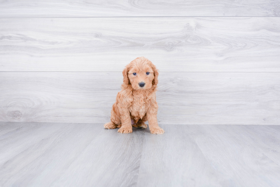 Mini Goldendoodle Puppy for Adoption