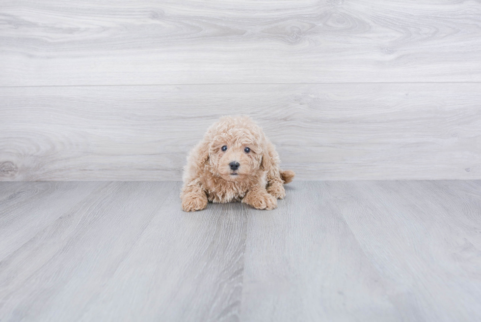 Cavapoo Puppy for Adoption