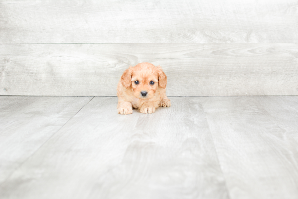 Cavapoo Puppy for Adoption