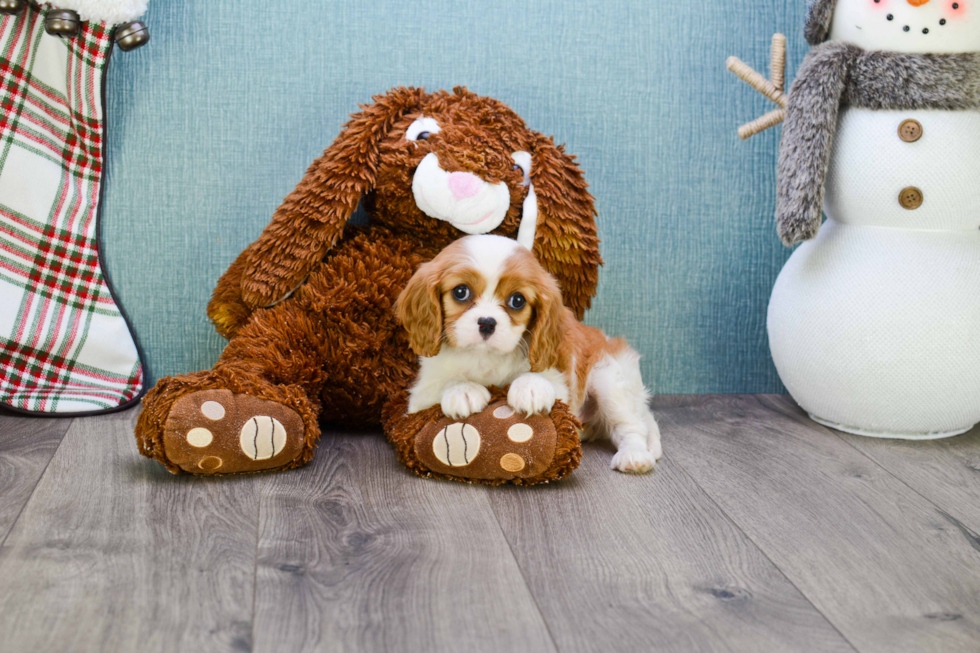 Funny Cavalier King Charles Spaniel Baby