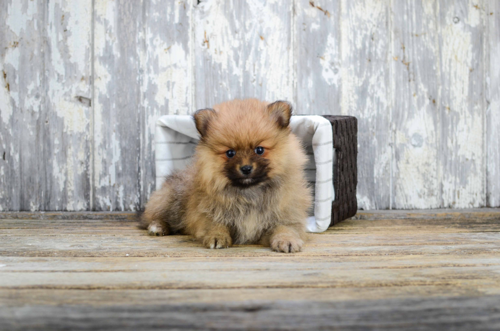 Energetic Pomeranian Purebred Puppy