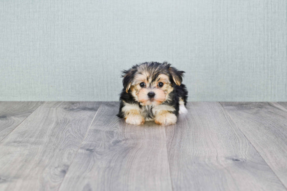 Adorable Yorkie Designer Puppy