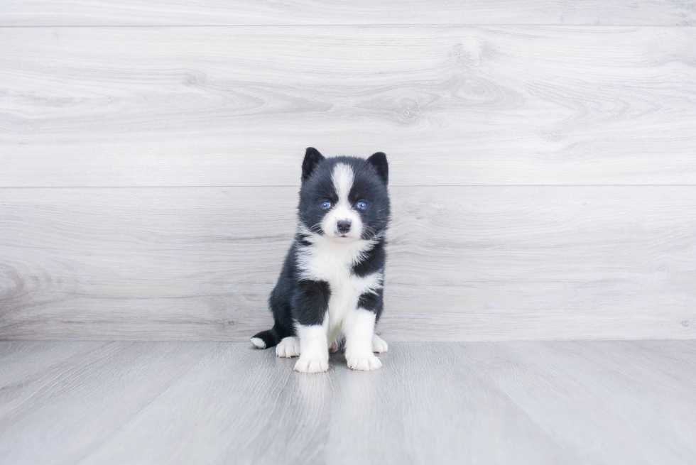 Friendly Pomsky Baby