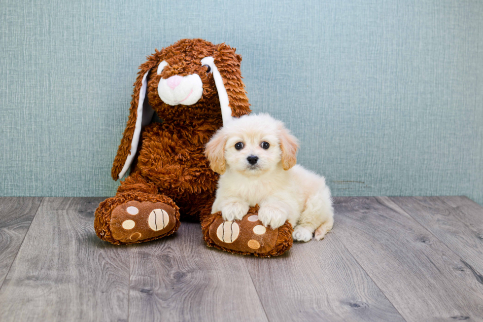 Friendly Cavachon Baby