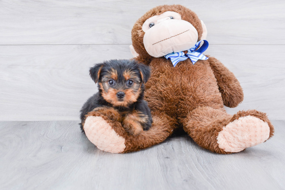 Meet Avery - our Yorkshire Terrier Puppy Photo 