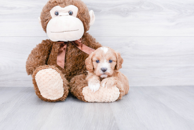 Cavapoo Pup Being Cute