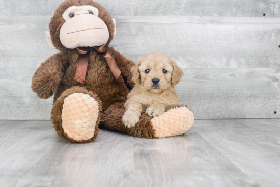 Funny Cockapoo Poodle Mix Pup