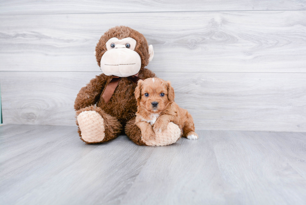 Cavapoo Pup Being Cute