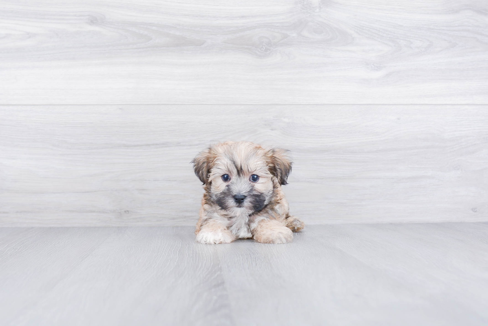 Petite Morkie Designer Pup