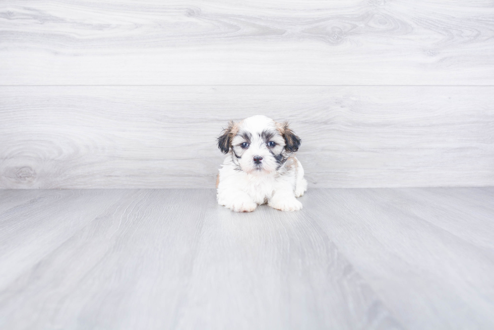 Teddy Bear Pup Being Cute