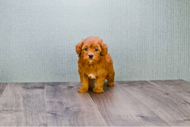 Fluffy Mini Goldendoodle Poodle Mix Pup