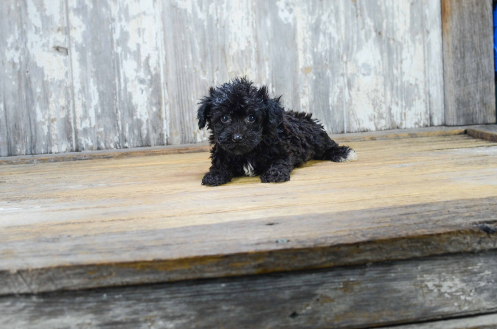 Morkie Puppy for Adoption