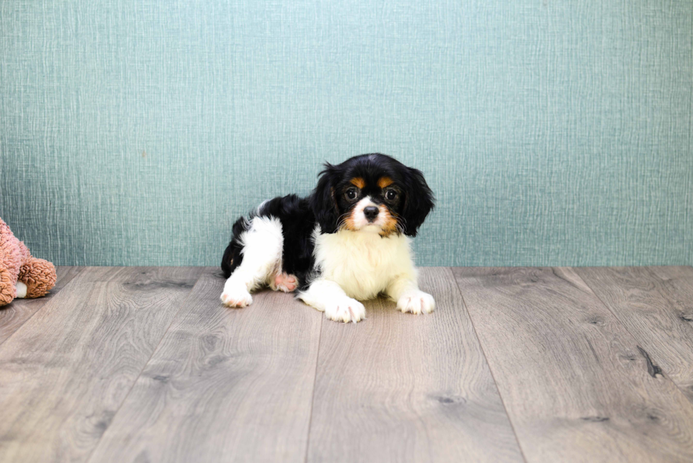 Little Cavalier King Charles Spaniel Purebred Pup