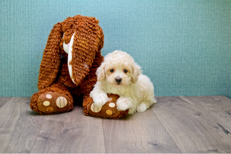 Maltipoo Puppy for Adoption