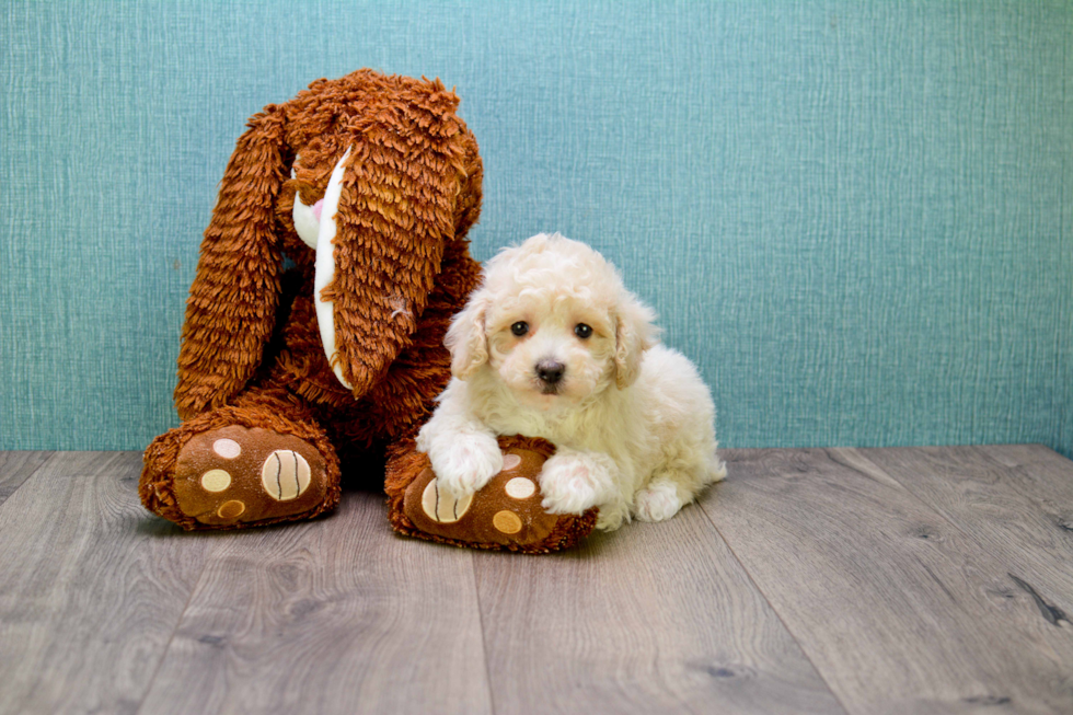 Maltipoo Puppy for Adoption