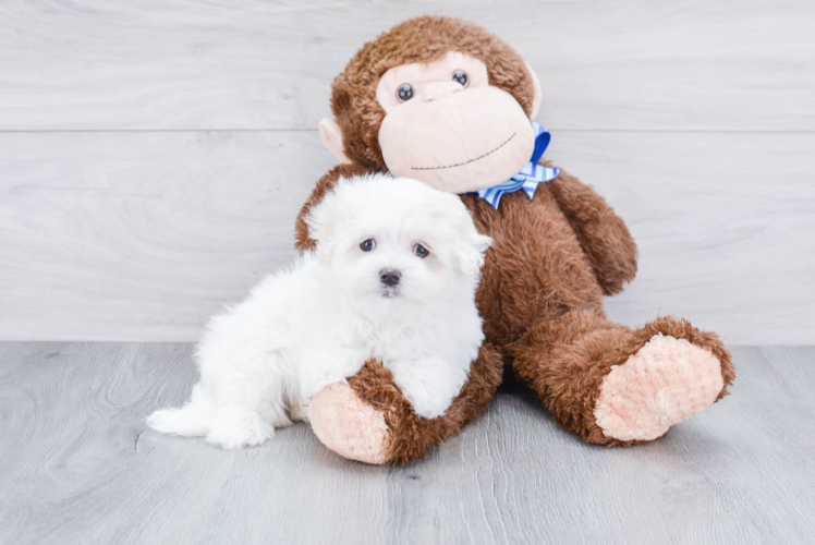 Adorable Maltese Purebred Puppy